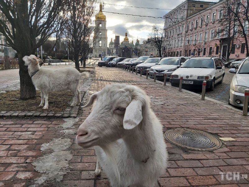 Кози у центрі Києва Кози у центрі Києва