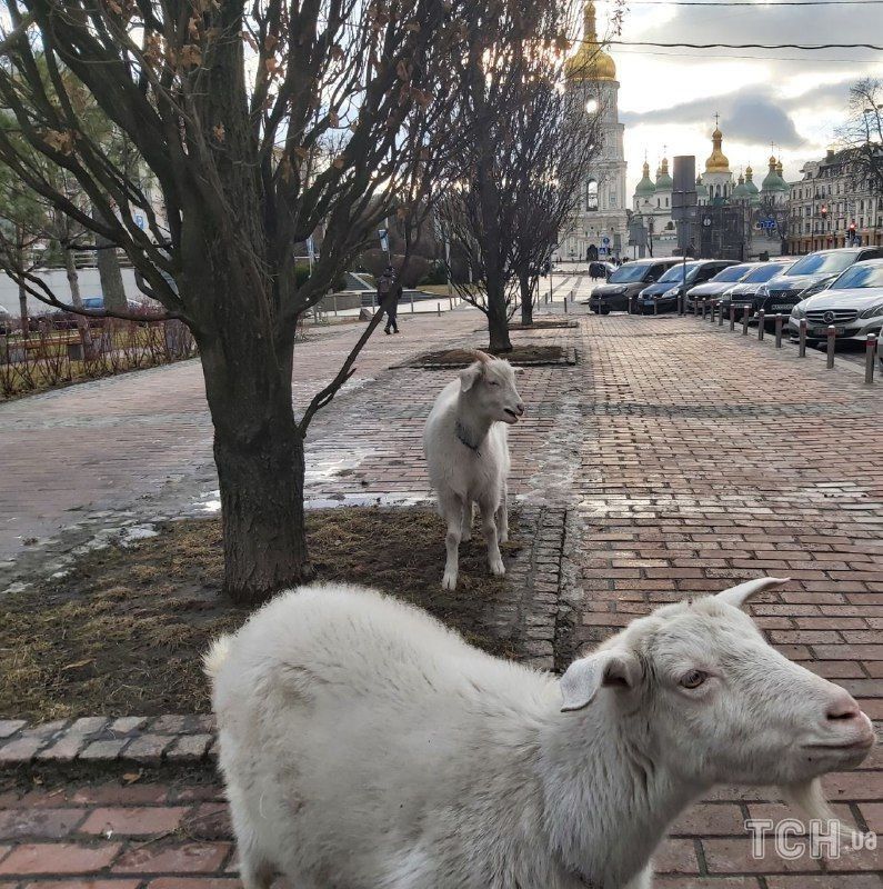 Кози у центрі Києва Кози у центрі Києва