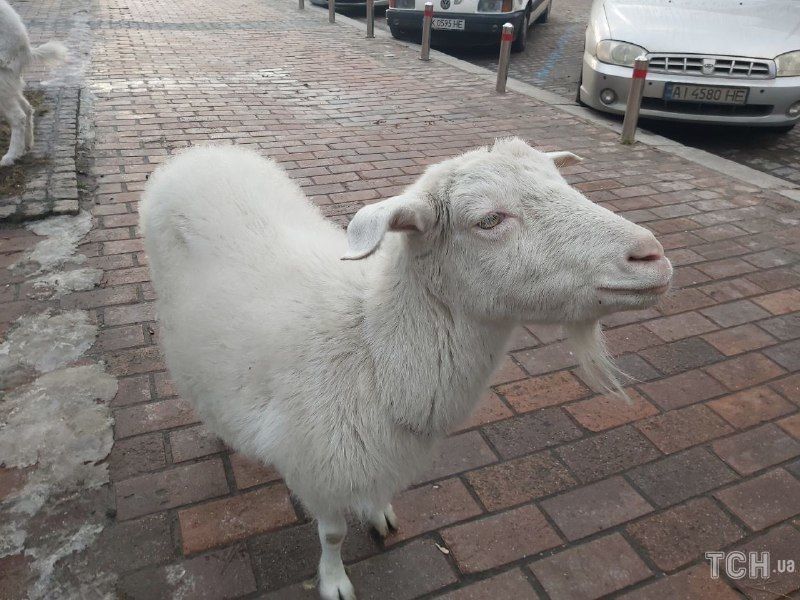 Кози у центрі Києва Кози у центрі Києва