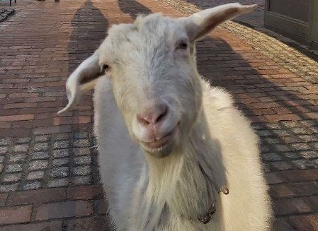 Кози у центрі Києва Кози у центрі Києва