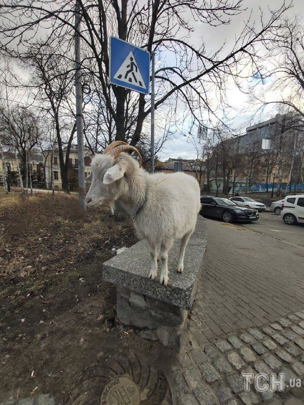 Кози у центрі Києва Кози у центрі Києва