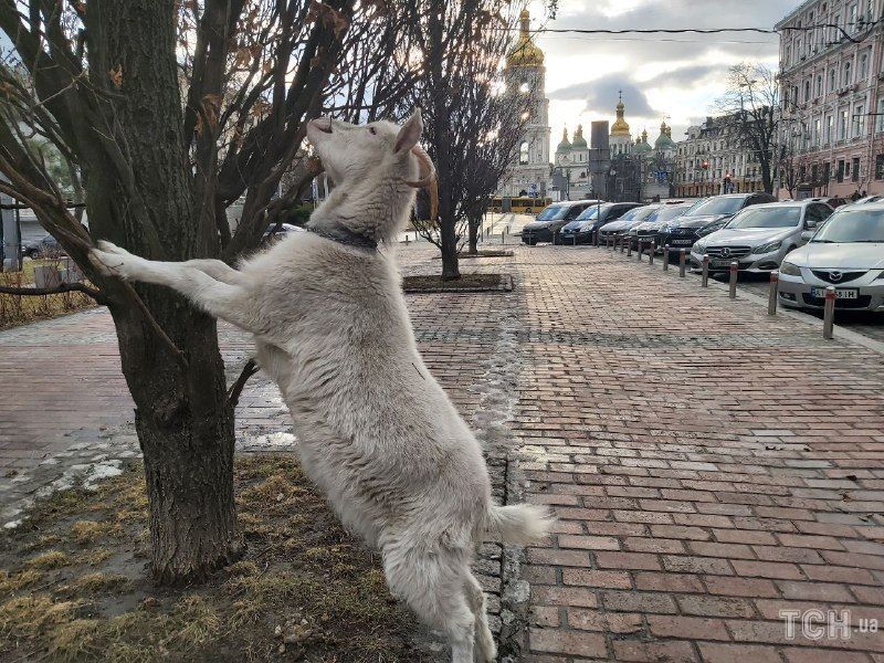 Кози у центрі Києва Кози у центрі Києва