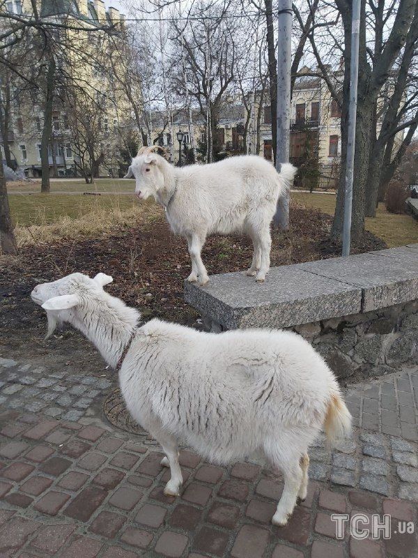 Кози у центрі Києва Кози у центрі Києва