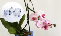 Как заставить орхидею цвести: понадобятся лишь три кусочка льда
