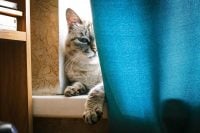 4 причини, чому кішки обожнюють сидіти на підвіконні