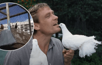 Почему в СССР массово делали голубятни, а сейчас их можно посчитать на пальцах