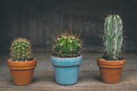 Як легко пересадити кактус: покрокова інструкція