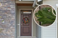 Зачем класть лавровый лист под ковер: мало кто из хозяек об этом догадывается