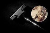 Як зробити так, щоб кіт не боявся пилососа: простий спосіб їх подружити