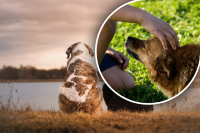 Голова и спина под запретом: где лучше не гладить собаку