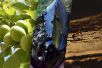 Тайком от родителей: 5 странных вещей, которые ели советские дети