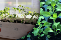 Зійде швидше, ніж у подруги: як і де найкраще вирощувати розсаду