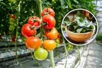 Зачем дачники жгут лавровый лист в теплице: многие не догадываются об этом уникальном секрете