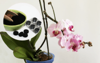 Орхидеи цветут как бешеные: рецепт 