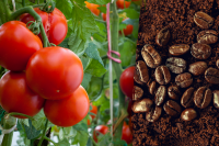 Урожай буде в 2 рази кращим: навіщо помідори удобрюють кавовою гущею