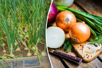 Чем подкормить лук, чтобы хорошо рос: простые советы для всех дачников