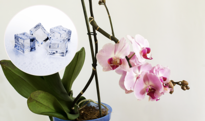 Як змусити орхідею цвісти: знадобляться лише три шматочки льоду