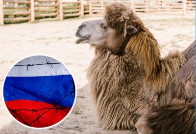 У Росії верблюд до смерті забив росіянина, який його ударив