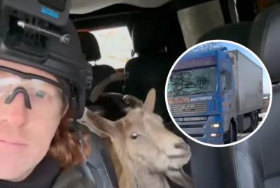 Волонтер зумів вивезти з прифронтового села на Донеччині фермера і його 71 козу