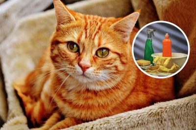 Чим помити кошачий лоток: 3 ефективні способи, щоб позбутися неприємного запаху