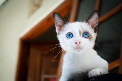 8 найменших порід котів: милоті та красі немає меж
