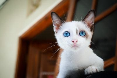 Найменші породи котів Найменші породи котів