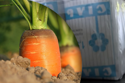 Морква, сіль Морква, сіль