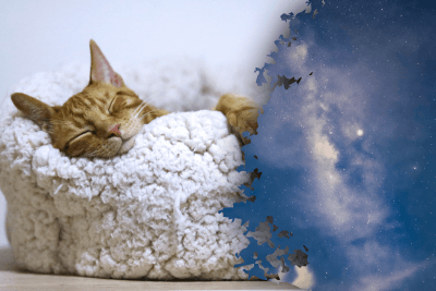 Видят ли кошки сны Видят ли кошки сны