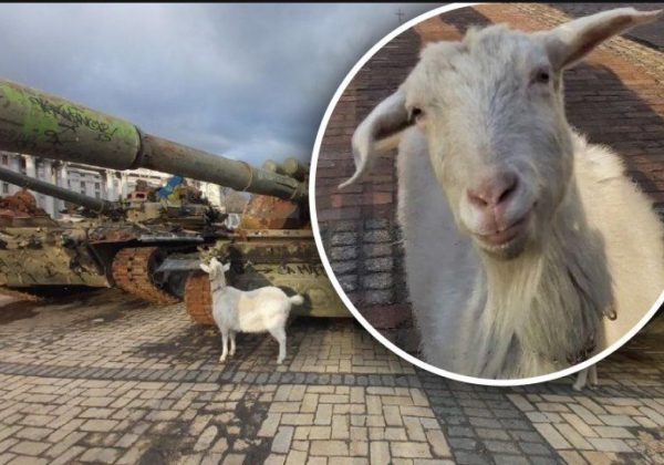 "Бойові кози - не бояться ані танків, ані росіян": у центрі Києва весело скакали милі тварини
