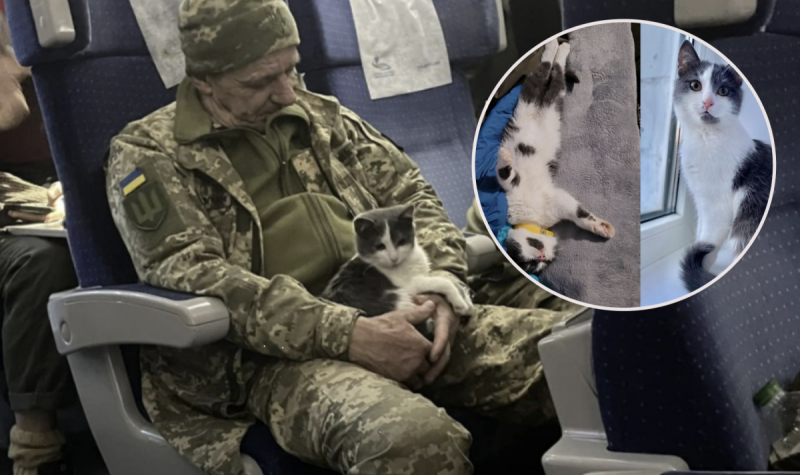 Кіт, який вижив: як живе пухнастик з Бахмута, якого привіз військовий у потязі Краматорськ-Київ