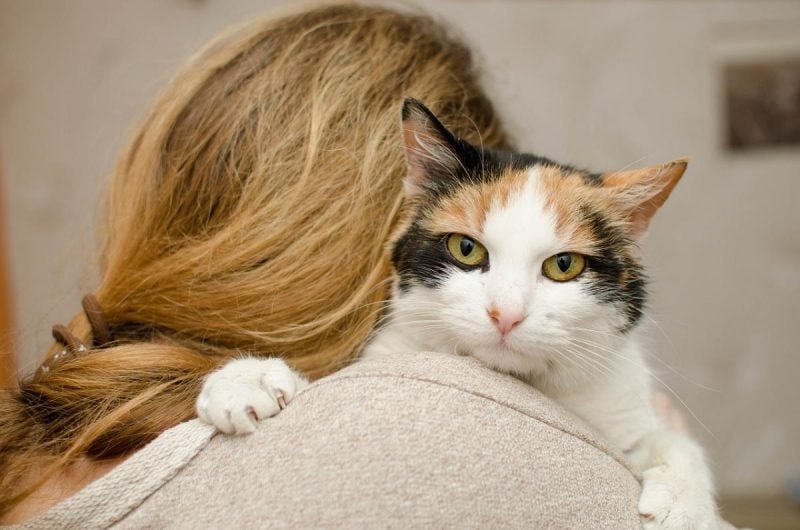 "Вампирят" по полной: какие кошки самые опасные для женщин