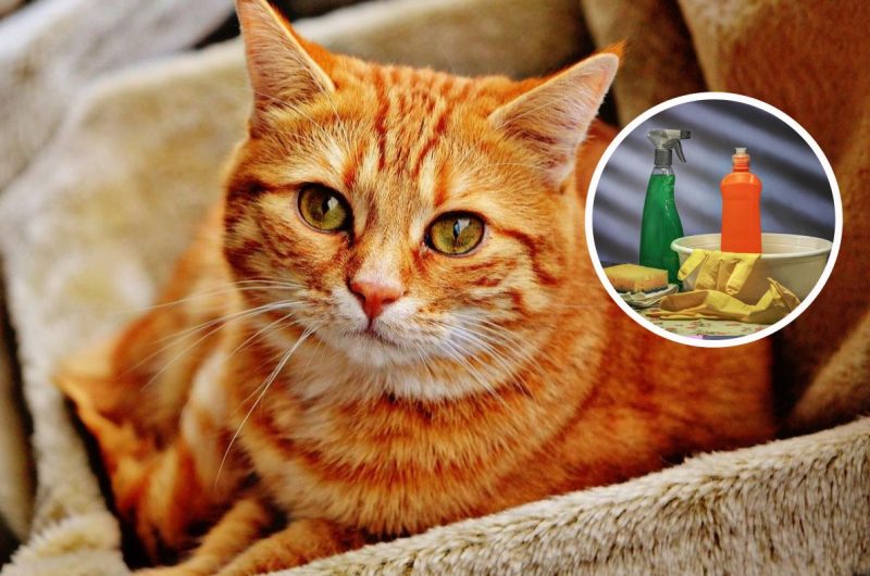 Чем помыть кошачий лоток: 3 эффективных способа, чтобы избавиться от неприятного запаха