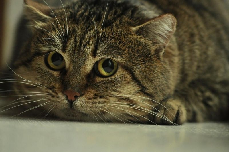 3 вещи, которых больше всего боятся кошки