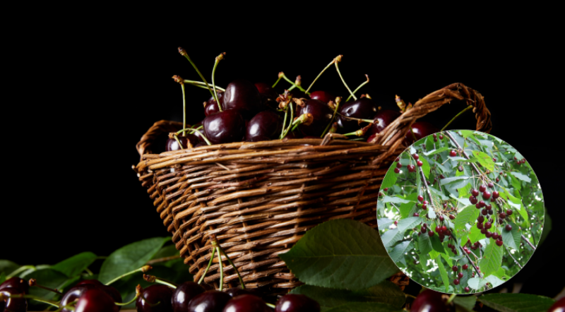 Що робити, коли ваша черешня жирує: 7 простих способів отримати щедрий урожай