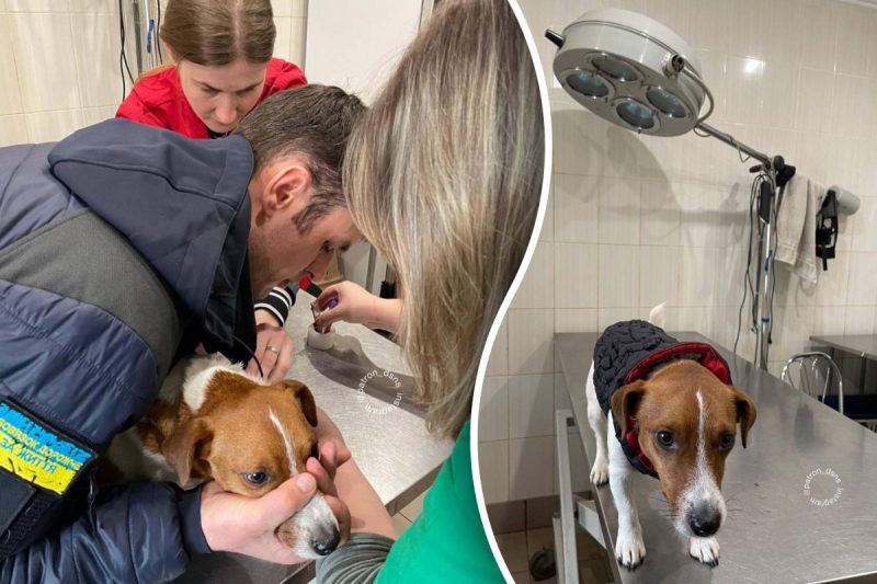 Найвідоміший пес України Патрон потрапив в лікарню через свою роботу