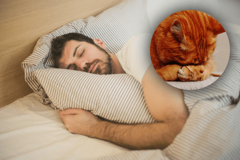 Правда ли, что кошки забирают болезни хозяев -  объяснение этого волшебства