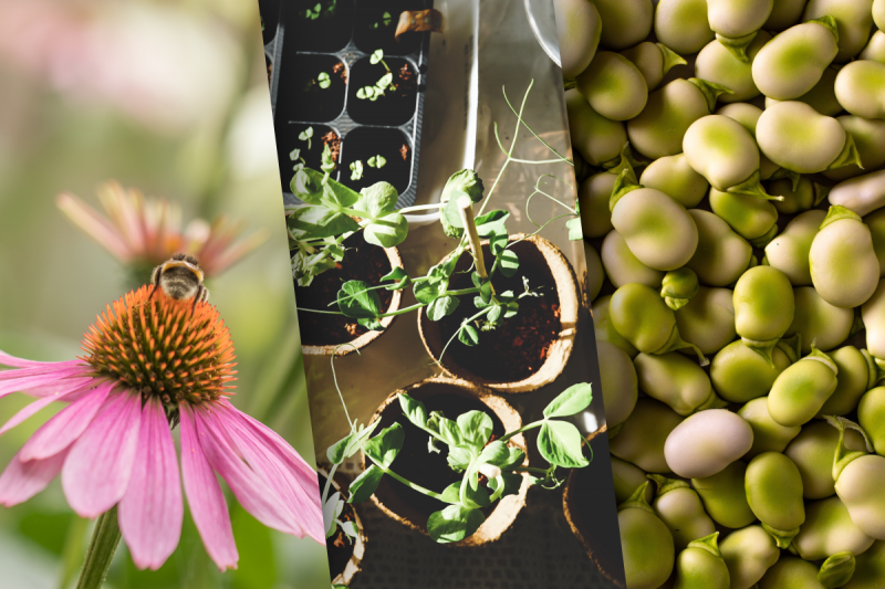 Что можно сеять в марте: садовые работы стартуют совсем скоро