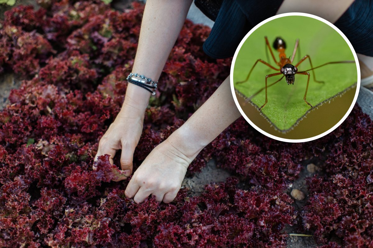 Ефективність: наскільки добре рослина допомагає в боротьбі з мурахами