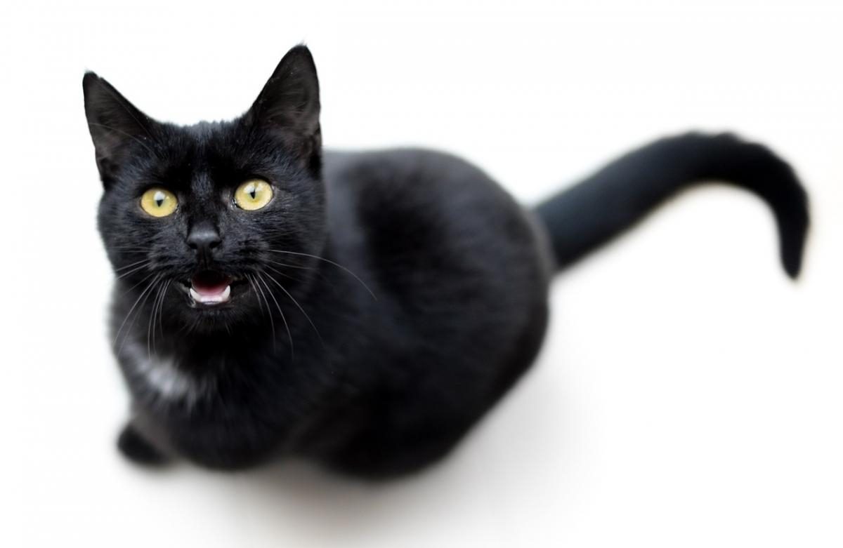 Черная кошка перебежала дорогу - народные приметы и суеверия - Главред