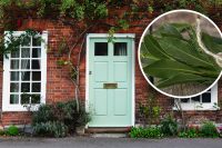 Для чого вішають лавровий лист над дверима: не всі знають про цей секрет