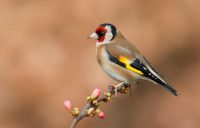 Почему 8 марта нельзя одевать старую одежду: приметы и что нельзя делать