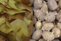 Успішні городники ніколи не викидають стару картоплю і шкурки від неї: як їх використовують