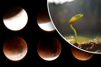 7 днів у квітні, коли не можна нічого садити: місячний посівний календар на квітень