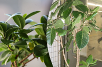 Как правильно поливать фикус, чтобы он не полысел