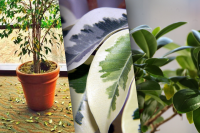 Чому обсипається листя фікуса та як врятувати рослину