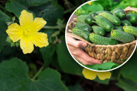 Надзвичайно ароматні та дуже солодкі: 5 найкращих сортів огірків, які ніколи не гірчать