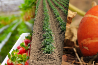 Врожаю не буде: що не можна садити поруч з картоплею