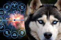 Пудель, хаски или овчарка: какие породы собак подходят каждому знаку зодиака