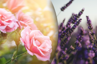 Що не люблять троянди: головні помилки при посадці ніжної квітки