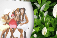 Чи можна дарувати, віддавати або викидати квітку жіноче щастя: що кажуть прикмети